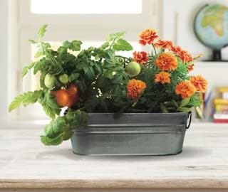 Buzzy Seeds My First Garden Kids Windowsill Grow Kit, Tomato and Marigold Seeds, Indoor Gardening Starter Set for Beginners, Fun DIY Planting Project Gift, New Home Present