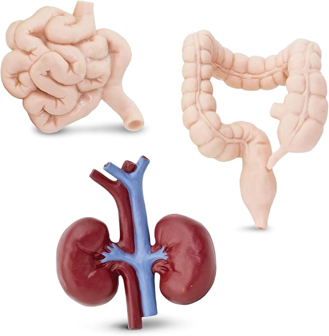 Safari Ltd. Human Organs TOOB - 8 Mini Figurines Including Brain, Heart, Lungs, Liver, Kidneys, Stomach, and Intestines - Anatomy Educational Toy Figures for Boys, Girls & Kids Ages 3+