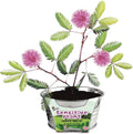 BUZZY Seeds Mini Basin Sensitive Plant Grow Kit, Interactive Leaves Move When Touched, Flower Starter Kit for Kids and Adults | Indoor Gardening Gift, DIY Home Project
