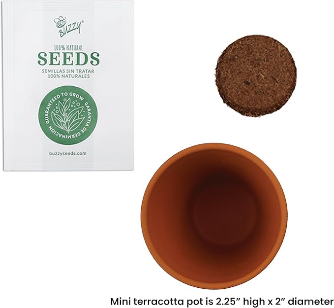 BUZZY Seeds Terracotta Mini Grow Pots | Herb, Plant, Flower Starter Kit for Kids & Adults | Assorted 20-Pack, | Lavender Seeds Guaranteed to Grow | Indoor Grow Your Own Plant Gardening Gift