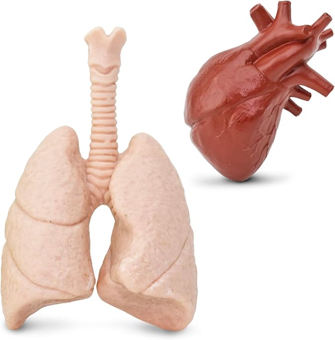 Safari Ltd. Human Organs TOOB - 8 Mini Figurines Including Brain, Heart, Lungs, Liver, Kidneys, Stomach, and Intestines - Anatomy Educational Toy Figures for Boys, Girls & Kids Ages 3+