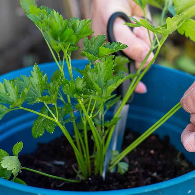 GARDENERA Parsley Plant Potting Soil - Enhance Flavor and Health with Professional Grade Nutrient-Rich Mix - 3 Quart