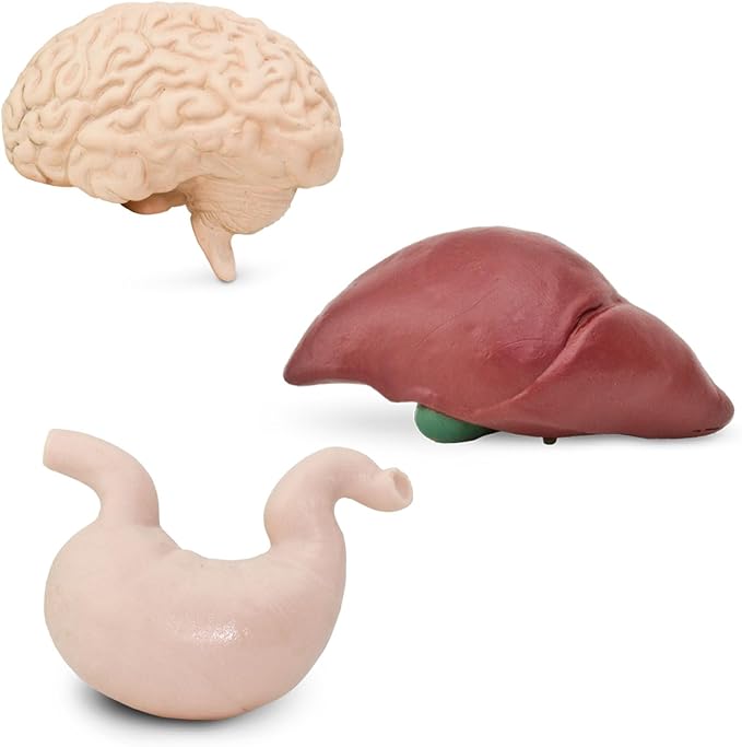 Safari Ltd. Human Organs TOOB - 8 Mini Figurines Including Brain, Heart, Lungs, Liver, Kidneys, Stomach, and Intestines - Anatomy Educational Toy Figures for Boys, Girls & Kids Ages 3+