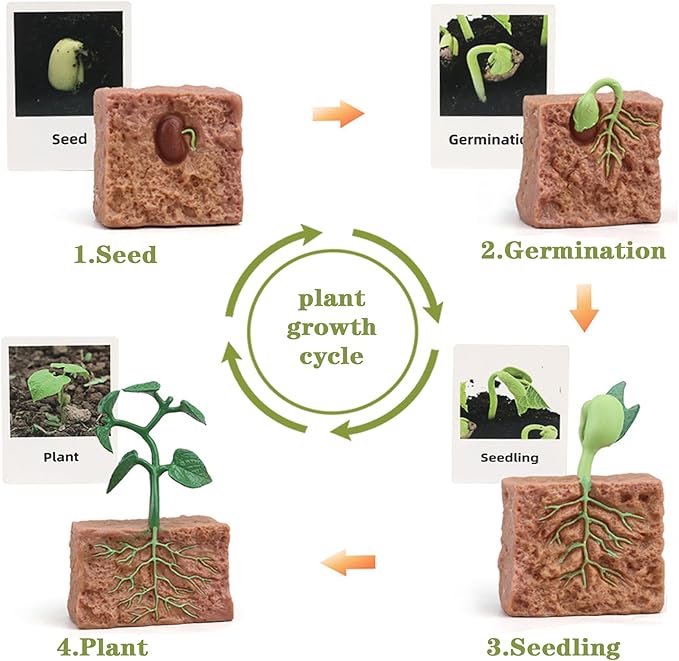 Mbrain 4 pcs Plant Growth Cycle with Flash Cards,Life Cycle Learning & Education Toys,Montessori Toys,Gift for Girl & Boy for 3 4 5 6 7 Year Old (Plant)