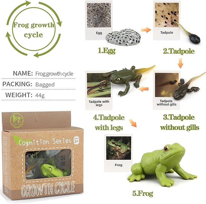 Mbrain5pcs Frog Growth Cycle with Flash Cards,Life Cycle Learning & Education Toys,Montessori Toys,Gift for Girl & Boy for 3 4 5 6 7 Year Old (Frog)