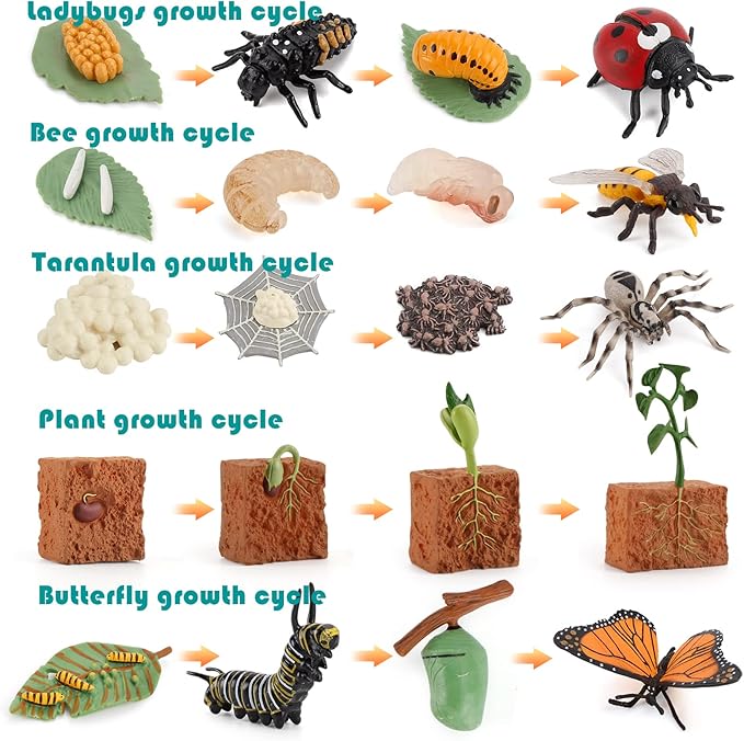 20 PCS Insect Animal Life Cycle Model Figure Plant Spider Bee Butterfly Figurines Ornament Cake Toppers Party Favors Supplies Cognitive Toy for Boys Girls Kids
