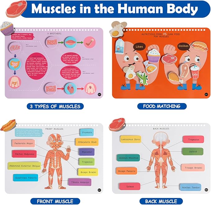 Freebear Montessori Busy Book for Kids, Human Body Anatomy Book for Toddlers, Preshool Kindergarten Learning Activities, Autism Sensory Toys, Gifts for Girls and Boys 4 5 6 7 Years - Human Body System