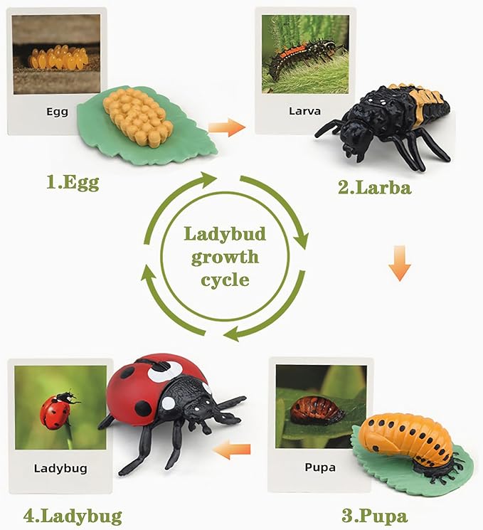 Mbrain Life Cycle Learning & Education Toys,Montessori Toys Figurines for Frog, Butterfly, Ladybug,Plants Kit,Gift for Girl & Boy for 3 4 5 Year Old