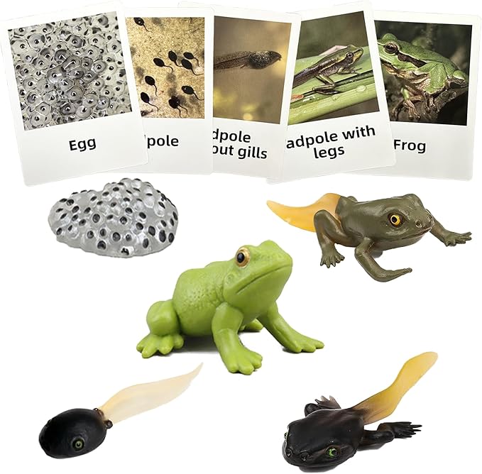 Mbrain5pcs Frog Growth Cycle with Flash Cards,Life Cycle Learning & Education Toys,Montessori Toys,Gift for Girl & Boy for 3 4 5 6 7 Year Old (Frog)
