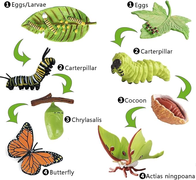 8PCS Life Cycle Figurines of Monarch Butterfly and Actias Ningpoana, Realistic Education Insects Life Cycle Toys, Caterpillar to Butterfly Kit Growth Life Stages Figures for Learning and Teaching Aids