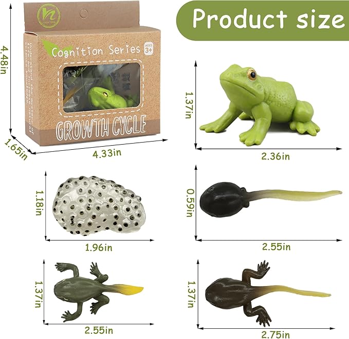 Mbrain5pcs Frog Growth Cycle with Flash Cards,Life Cycle Learning & Education Toys,Montessori Toys,Gift for Girl & Boy for 3 4 5 6 7 Year Old (Frog)