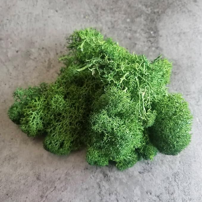 Preserved Reindeer Moss Natural Green DIY Kit Gardenning Art Wall Decor Florist Decor Easter Table Decor Wedding