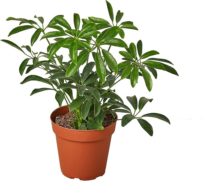 Gardenera Umbrella Plant Premium Potting Mix - Trusted by Plant Enthusiasts for Exceptional Results and Happy Plants - 5 Quart