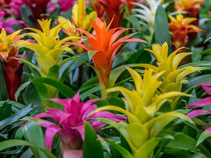 Gardenera Bromeliad Planting Mix - Promote Robust Root Development and Lush Foliage - 4 QUARTS