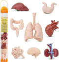 Safari Ltd. Human Organs TOOB - 8 Mini Figurines Including Brain, Heart, Lungs, Liver, Kidneys, Stomach, and Intestines - Anatomy Educational Toy Figures for Boys, Girls & Kids Ages 3+