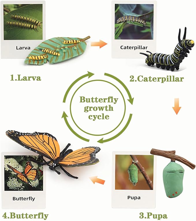 Mbrain Life Cycle Learning & Education Toys,Montessori Toys Figurines for Frog, Butterfly, Ladybug,Plants Kit,Gift for Girl & Boy for 3 4 5 Year Old