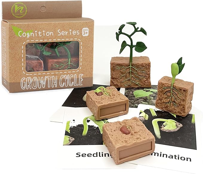 Mbrain 4 pcs Plant Growth Cycle with Flash Cards,Life Cycle Learning & Education Toys,Montessori Toys,Gift for Girl & Boy for 3 4 5 6 7 Year Old (Plant)