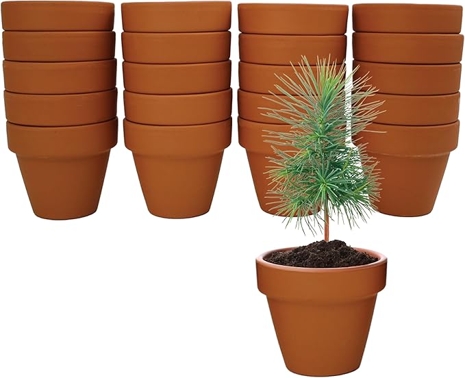 BUZZY Seeds Spruce Terracotta Mini Grow Pots – Indoor Tree Starter Kit Bulk 20-Pack – DIY Planting Kit – Grow Mini Spruce Trees for Gardening, Classroom Projects, Crafts, Gifts & Earth Day