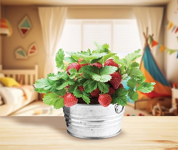 BUZZY Seeds Mini Basin Gardening Kit with Strawberry Seeds for Planting, Flowering Fruit Starter Set, Indoor Plants for Kids and Adults, DIY Plant Project, Children's Birthday Present, Party Favor
