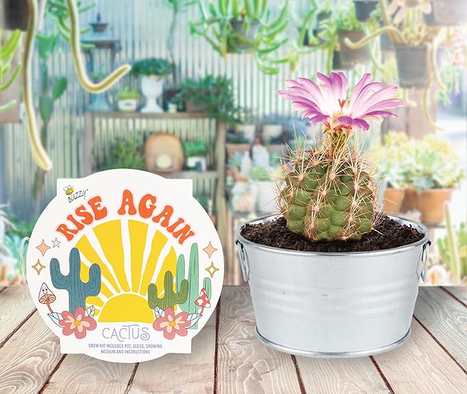 Buzzy Seeds Cactus, Moss Rose, Aloe Mini Basin Grow Kit Trio | 3-Pack | Guaranteed to Grow | Best Indoor-Outdoor Gardening Gift