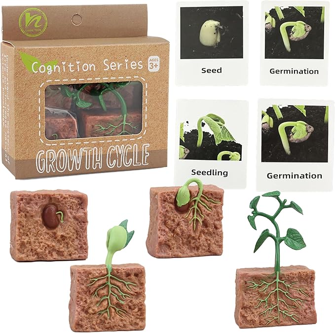 Mbrain 4 pcs Plant Growth Cycle with Flash Cards,Life Cycle Learning & Education Toys,Montessori Toys,Gift for Girl & Boy for 3 4 5 6 7 Year Old (Plant)
