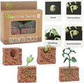 Mbrain 4 pcs Plant Growth Cycle with Flash Cards,Life Cycle Learning & Education Toys,Montessori Toys,Gift for Girl & Boy for 3 4 5 6 7 Year Old (Plant)