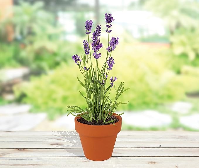 BUZZY Seeds Terracotta Mini Grow Pots | Herb, Plant, Flower Starter Kit for Kids & Adults | Assorted 20-Pack, | Lavender Seeds Guaranteed to Grow | Indoor Grow Your Own Plant Gardening Gift
