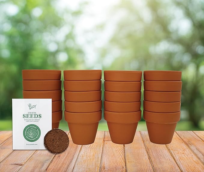 BUZZY Seeds Terracotta Mini Grow Pots | Herb, Plant, Flower Starter Kit for Kids & Adults | Assorted 20-Pack, | Lavender Seeds Guaranteed to Grow | Indoor Grow Your Own Plant Gardening Gift