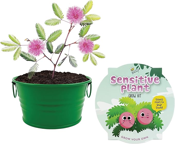 BUZZY Seeds Mini Basin Sensitive Plant Grow Kit with Green Planter, Touch Responsive Tickle Me Plant for Kids and Adults, Fun Indoor Gardening DIY Kit