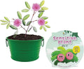 BUZZY Seeds Mini Basin Sensitive Plant Grow Kit with Green Planter, Touch Responsive Tickle Me Plant for Kids and Adults, Fun Indoor Gardening DIY Kit