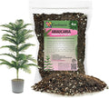 GARDENERA Premium Araucaria Potting Soil Mix - Perfect Balance of Nutrients, Drainage, and Aeration for Healthy Araucaria Trees - 4 Quart
