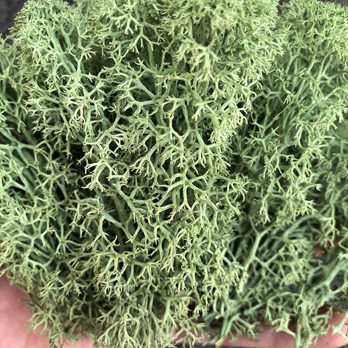 Preserved Reindeer Moss Natural Green DIY Kit Gardenning Art Wall Decor Florist Decor Easter Table Decor Wedding